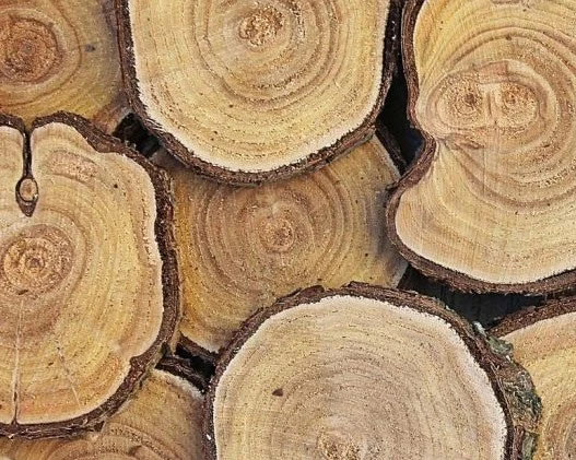 بررسی تخصصی رازهای استحکام و زیبایی چوب گردو