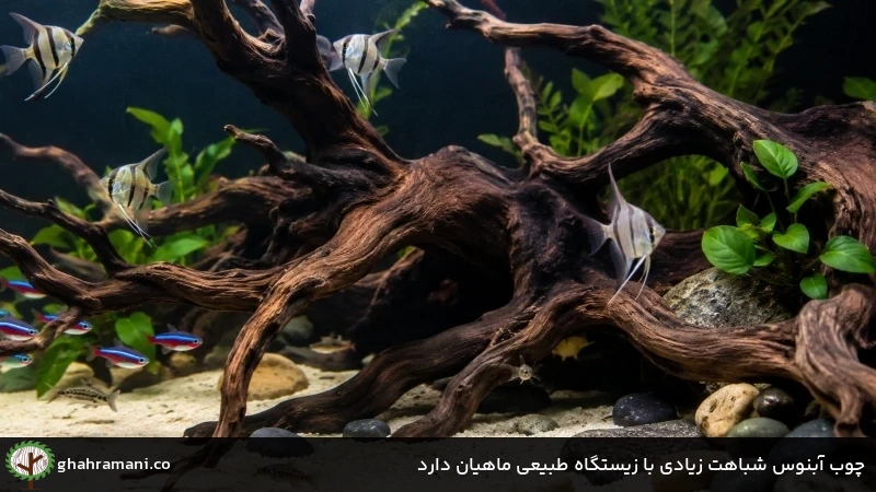 چوب آبنوس شباهت زیادی با زیستگاه طبیعی ماهیان دارد
